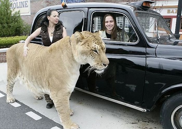 liger 1