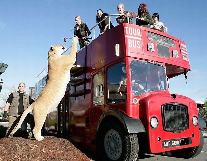 liger 6