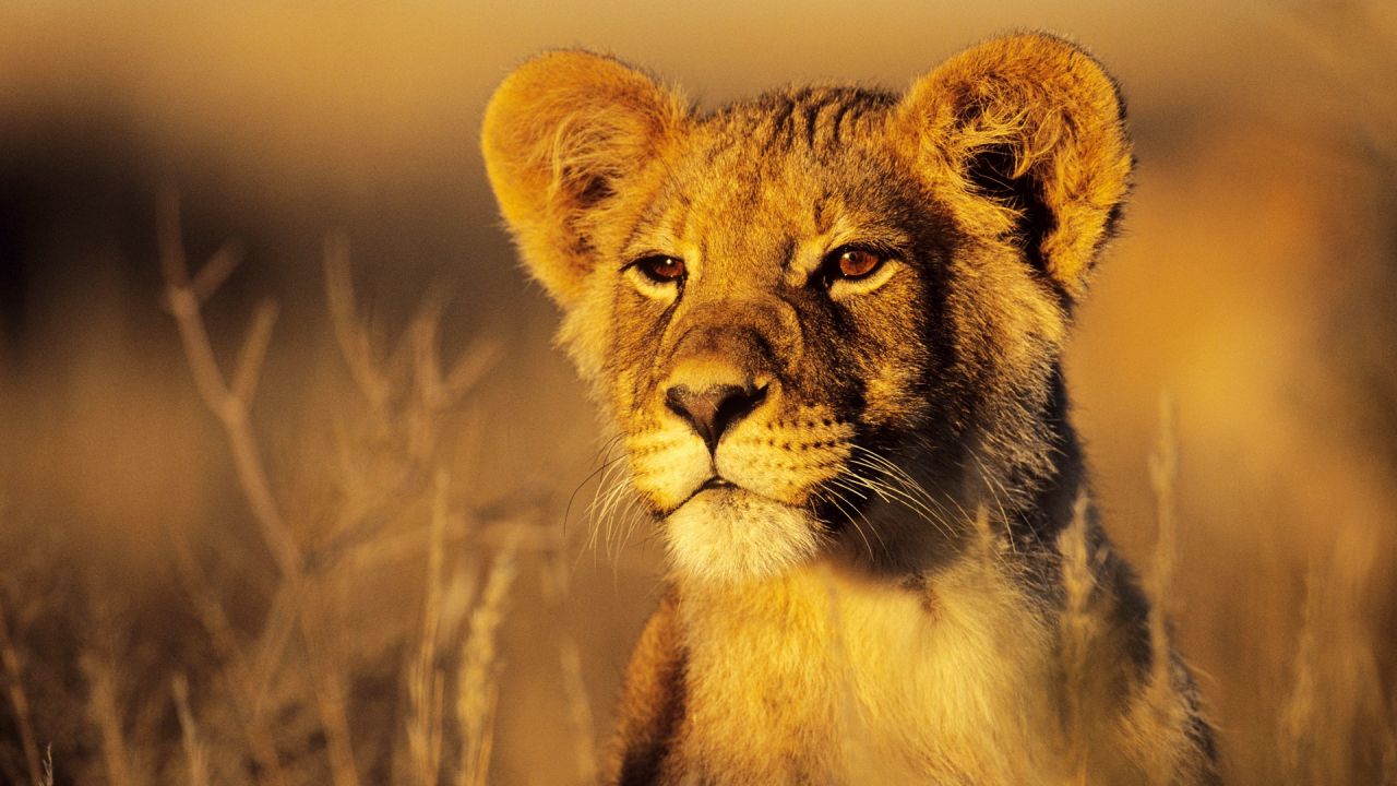 liones watching 1920x1080
