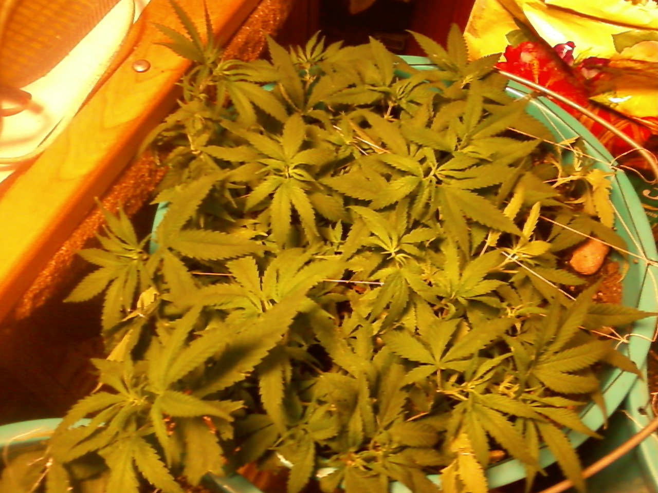 LSD fem