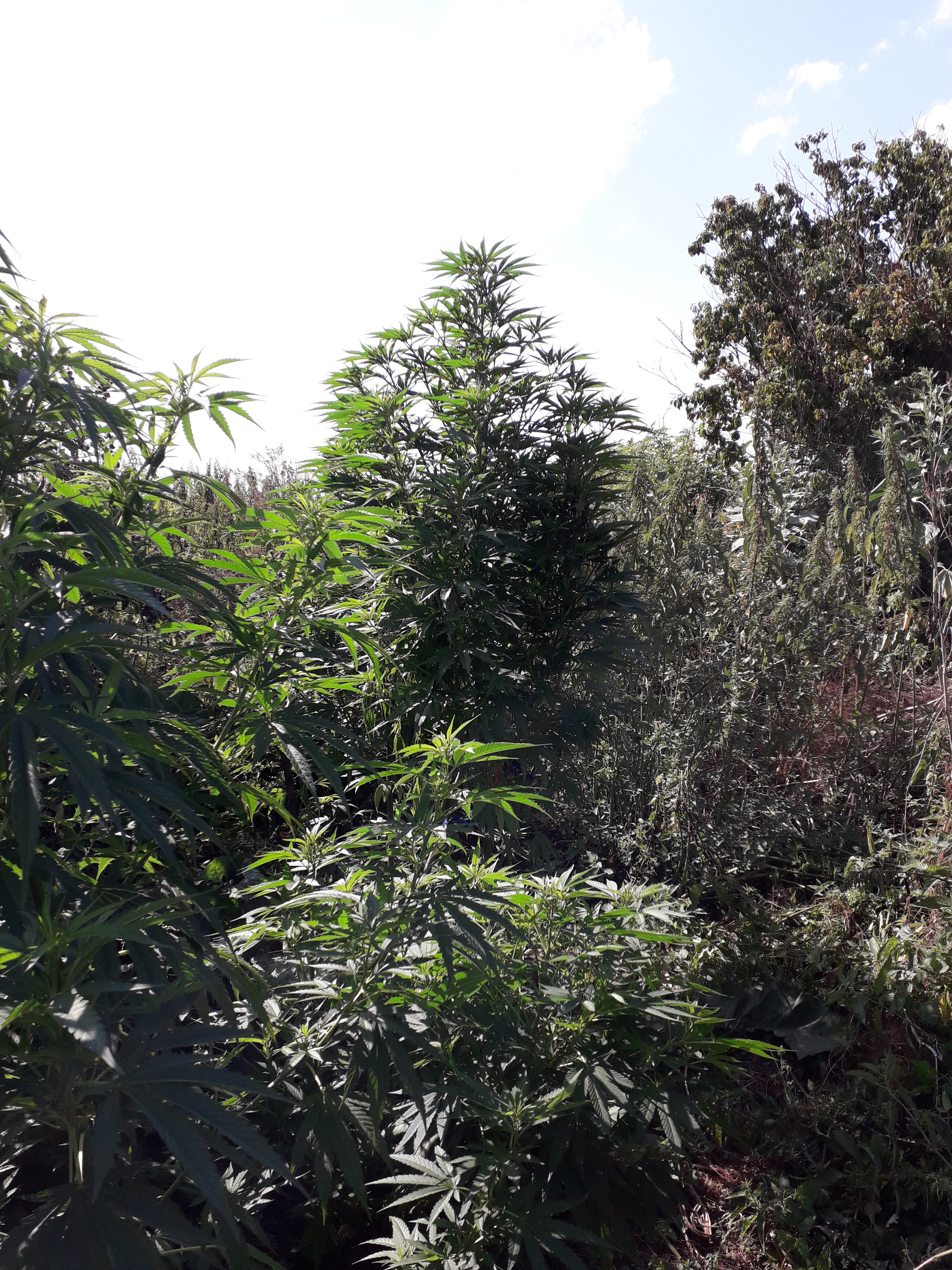 Lsd от Errors seeds