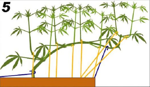 lst5
