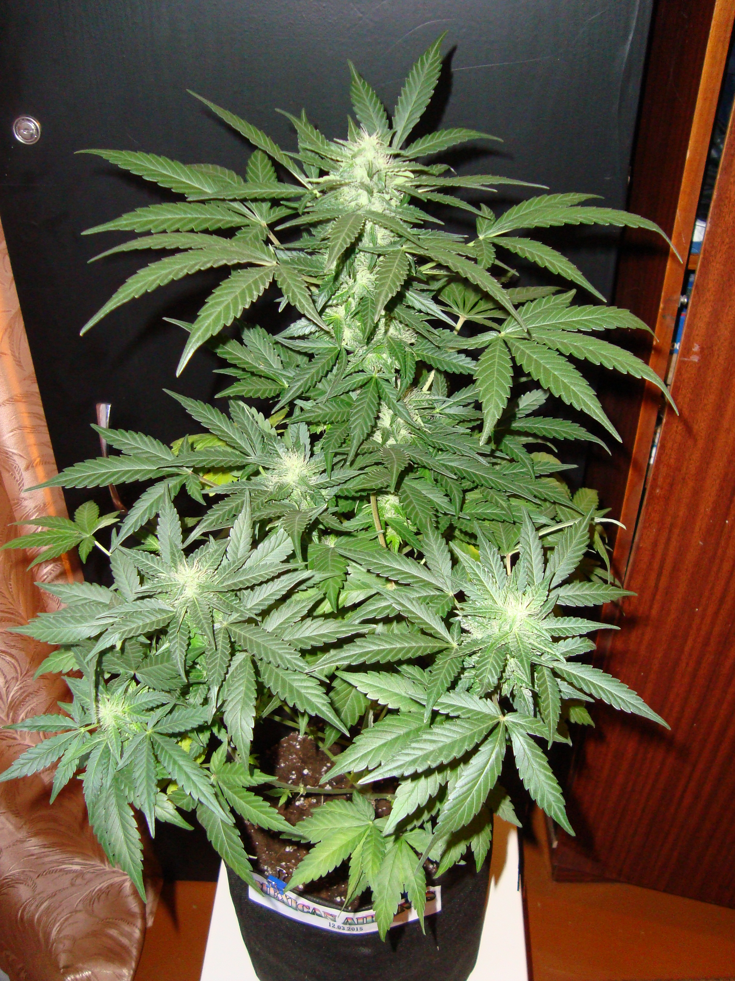 ма 48