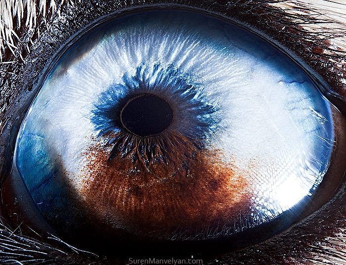 macro animaleye 01