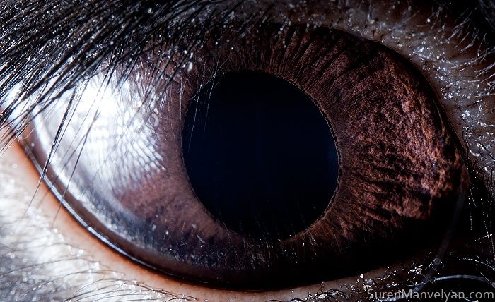 macro animaleye 03