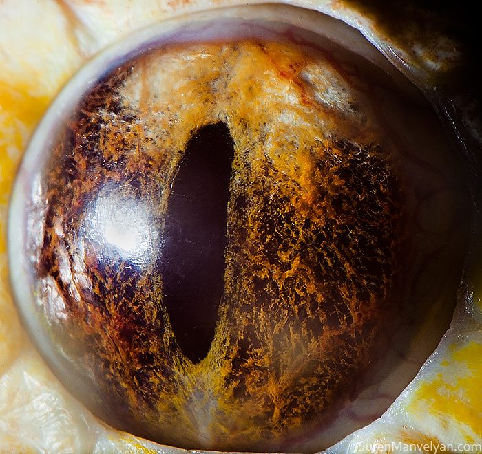 macro animaleye 04