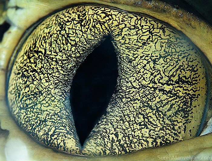 macro animaleye 05
