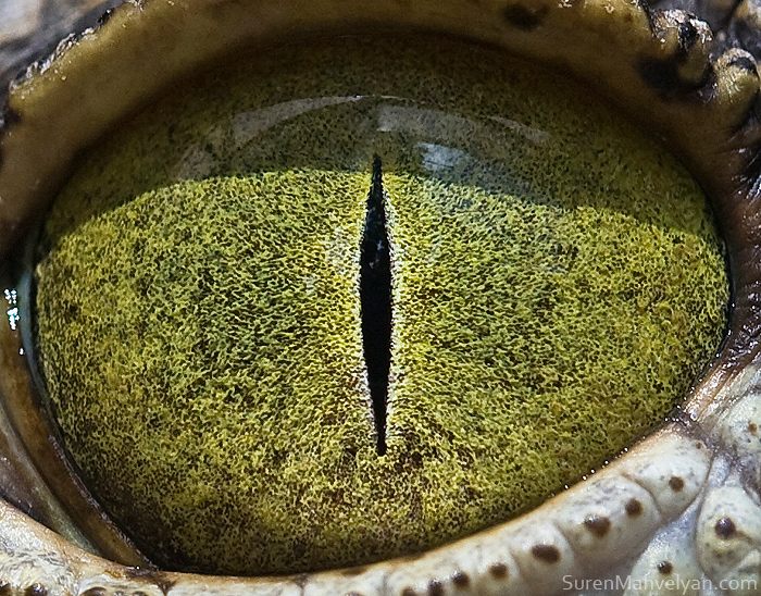 macro animaleye 06