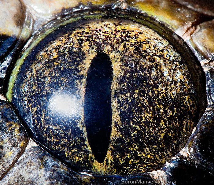 macro animaleye 07