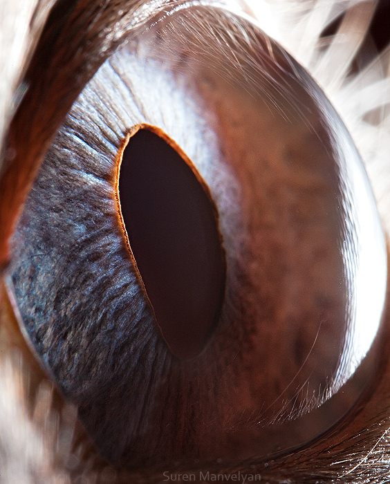 macro animaleye 09