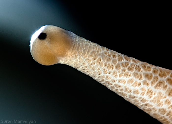 macro animaleye 10