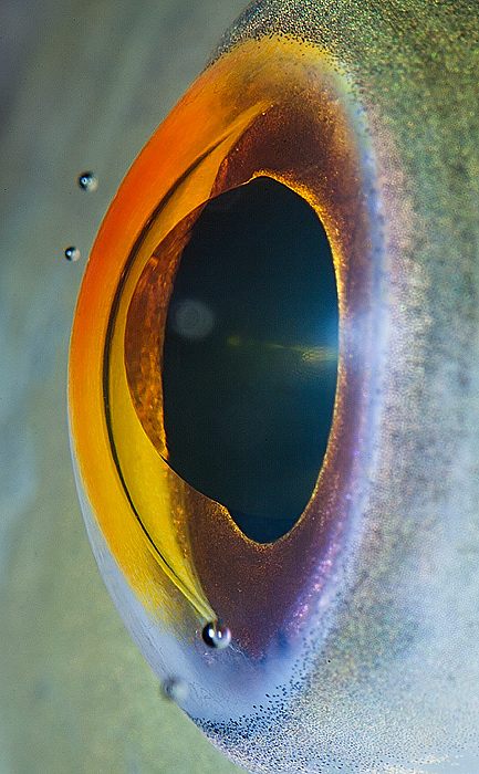 macro animaleye 11