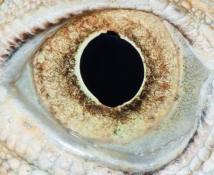 macro animaleye 12