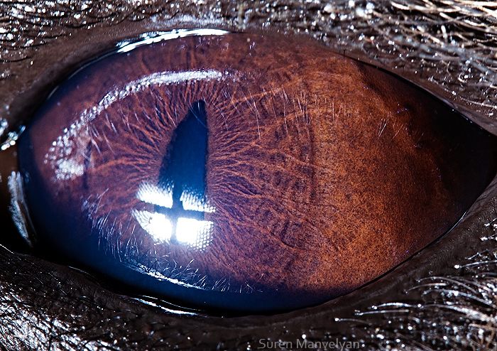 macro animaleye 13