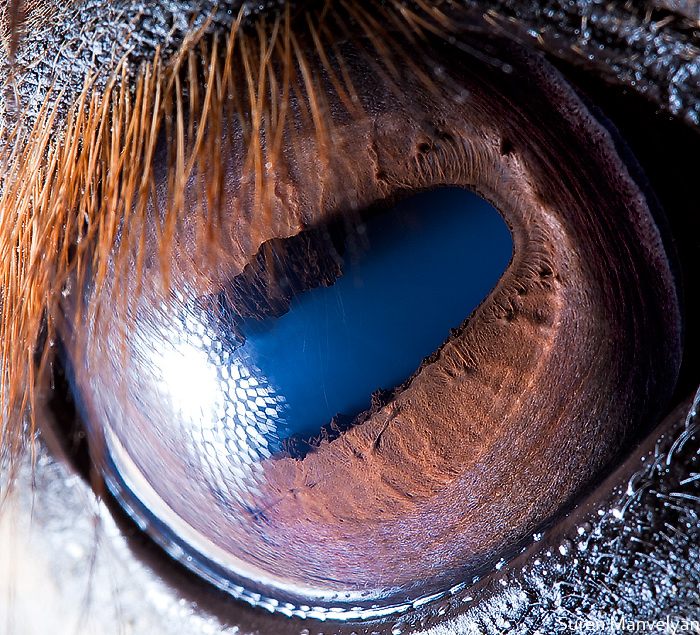 macro animaleye 14