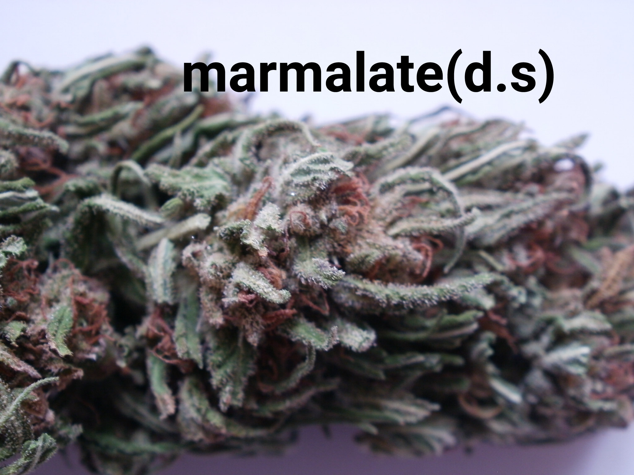 marmalate