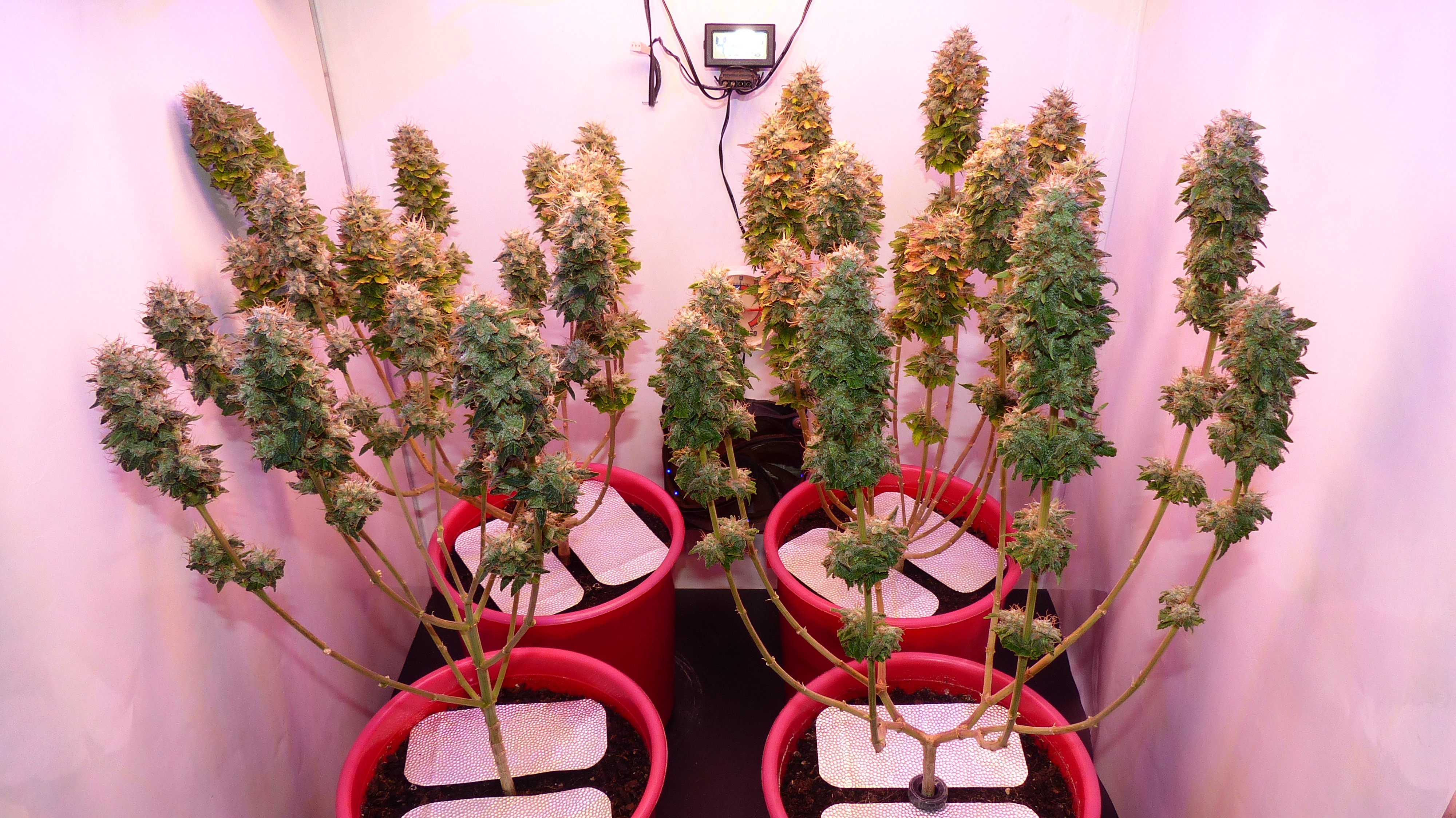 Matador 10 week 11