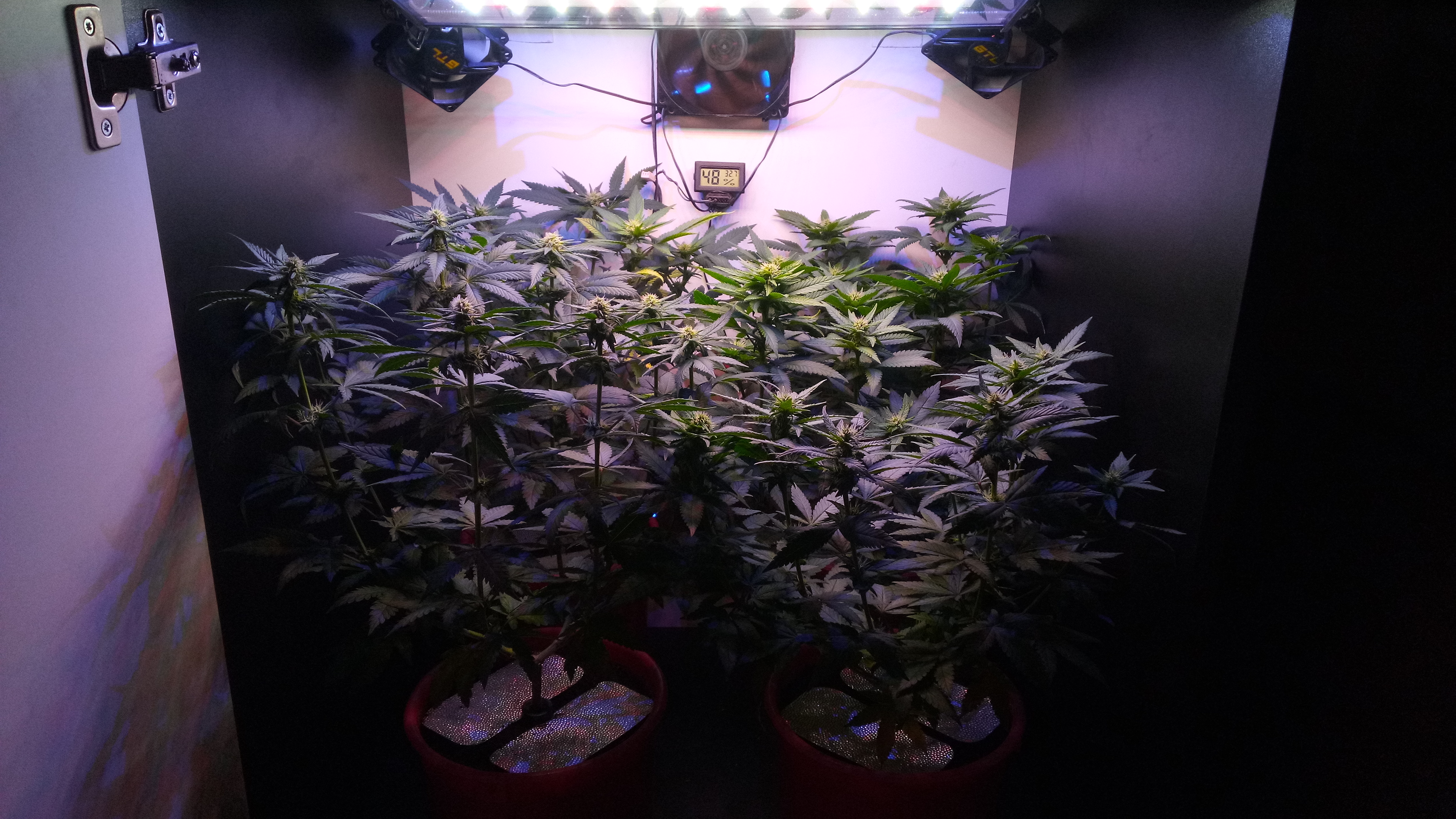 Matador 4x in 3L 70W общ. вид