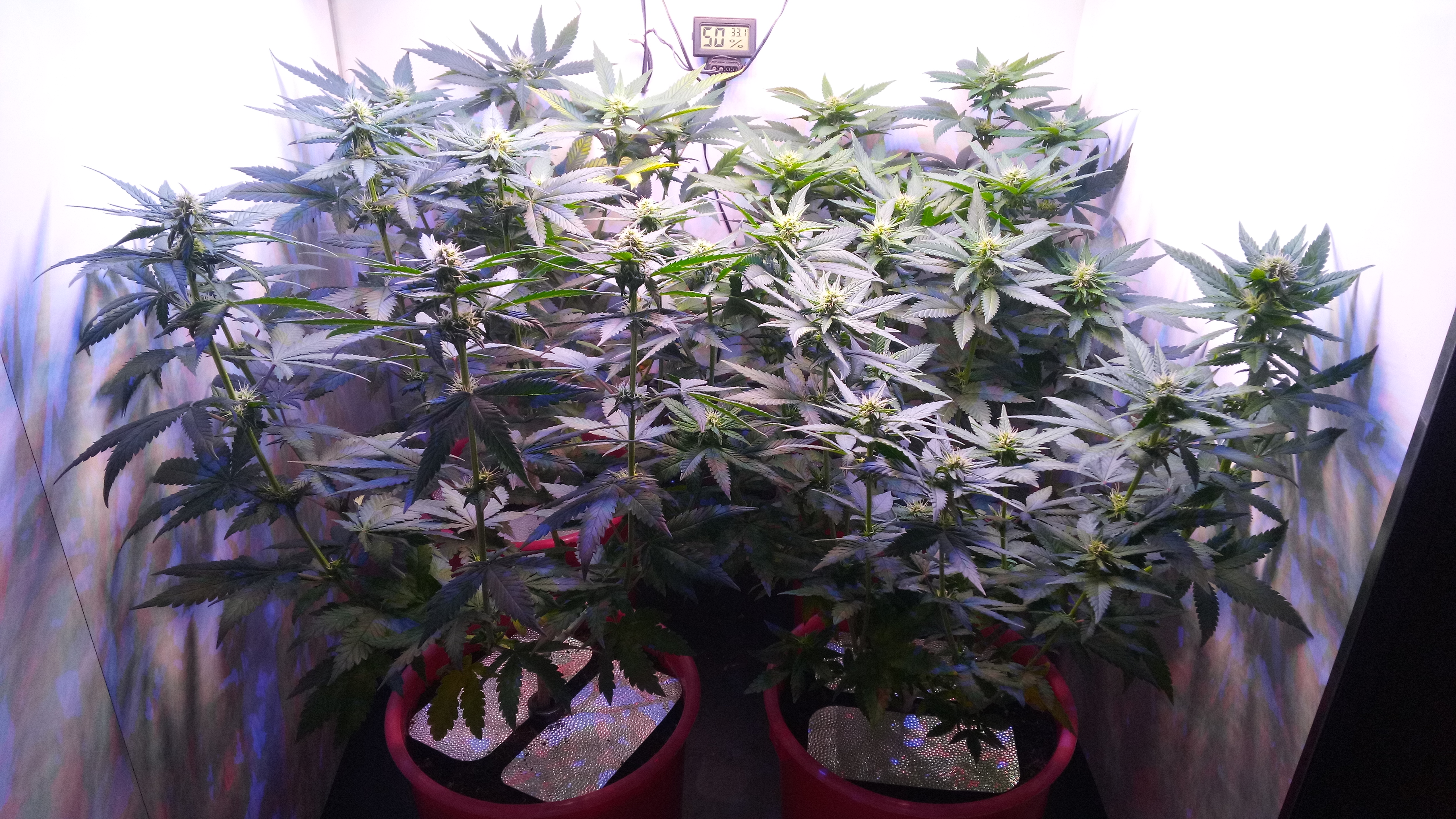 Matador 4x in 3L 70W