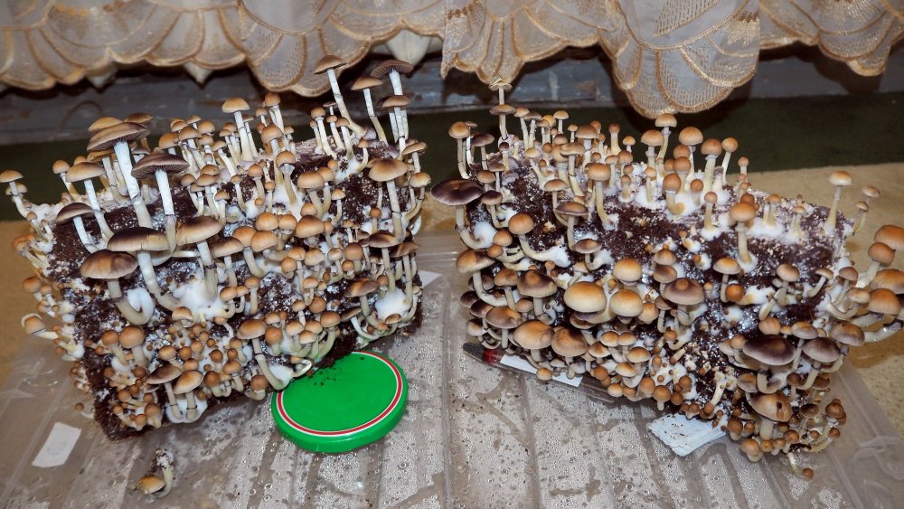 McKennaii 1.jpg