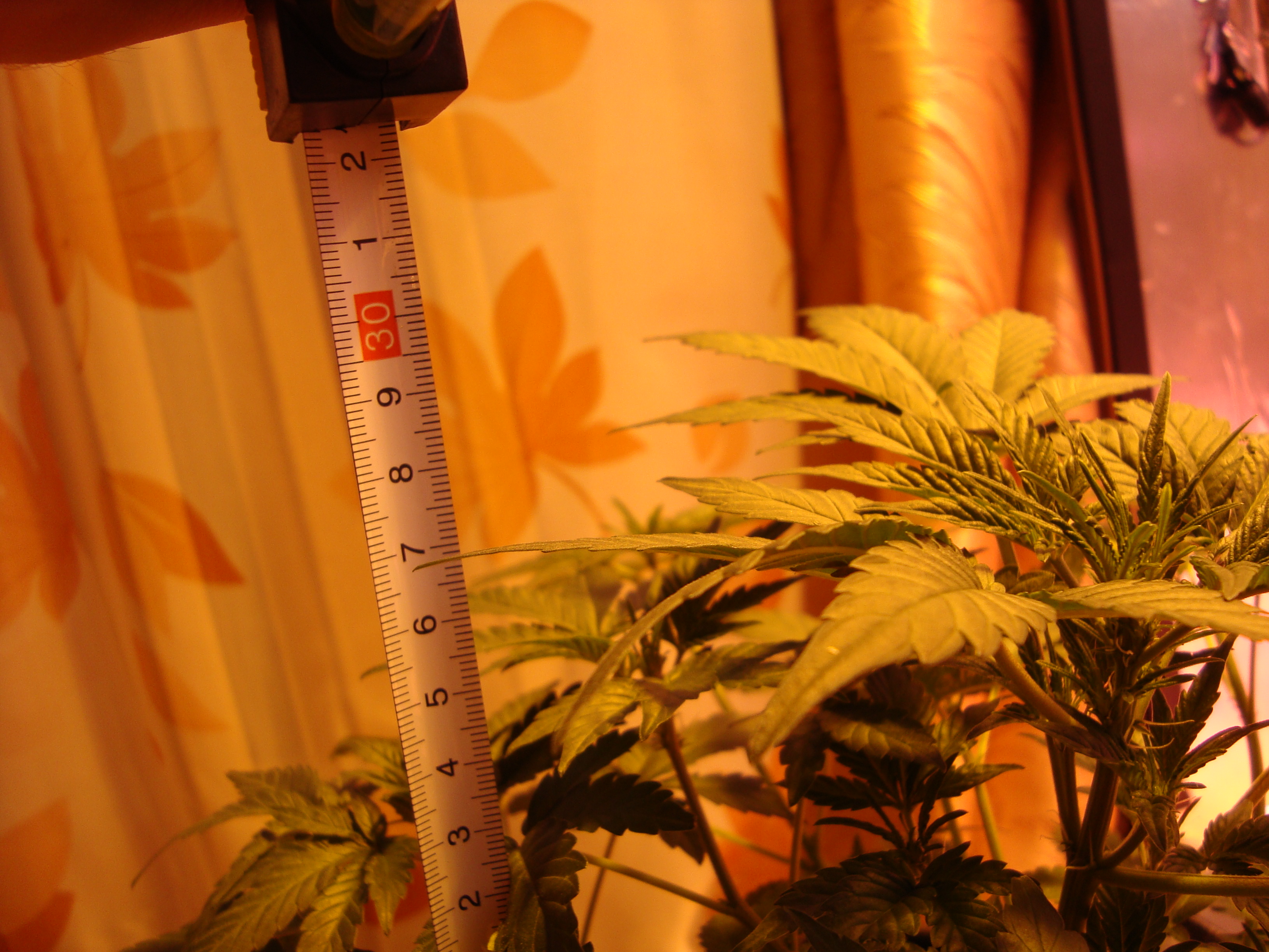 мексикан рост