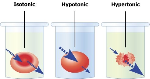 metabolism
