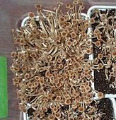 mexicana fruiting small
