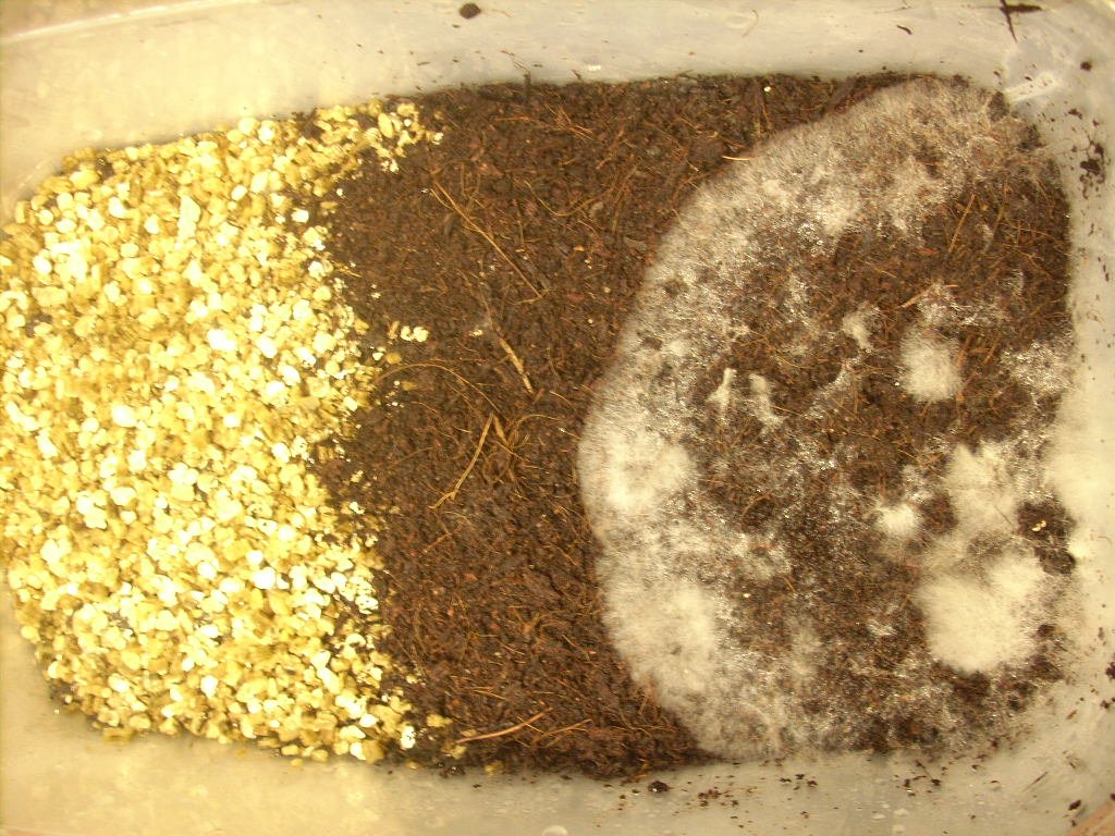 mexicana jalisco