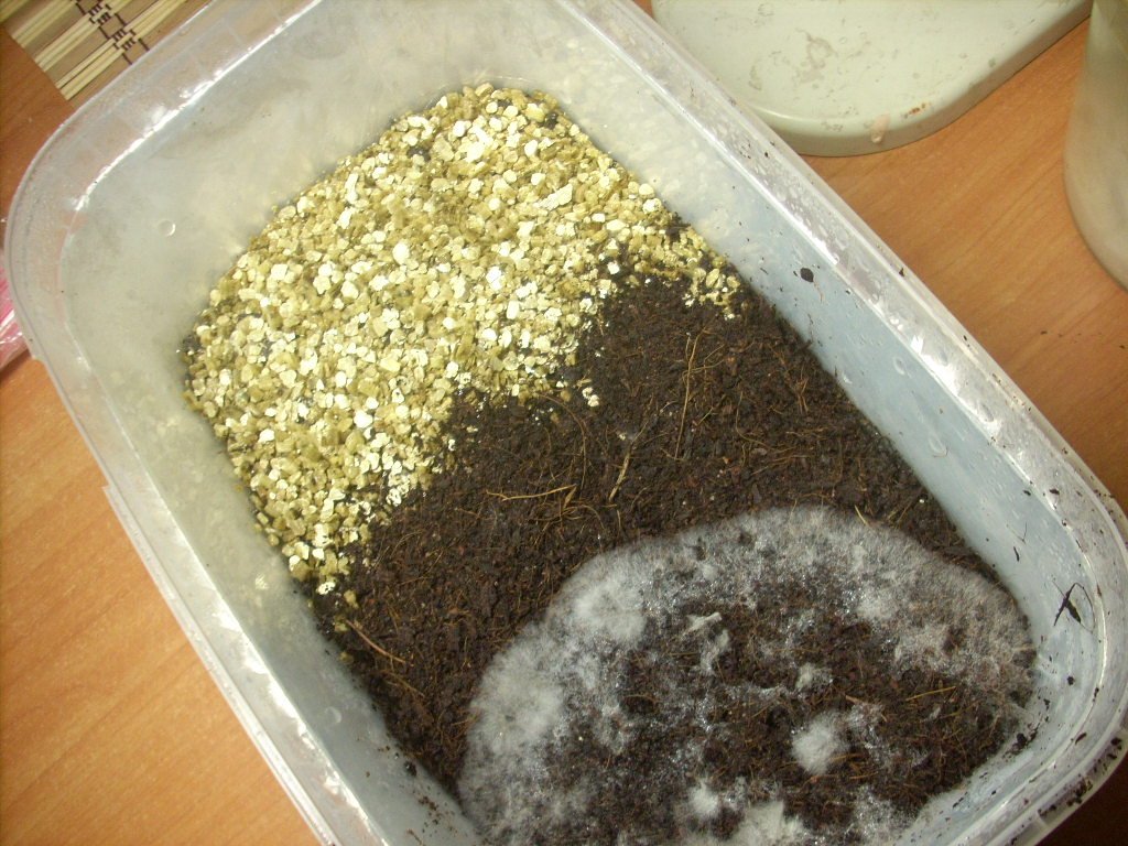 mexicana jalisco