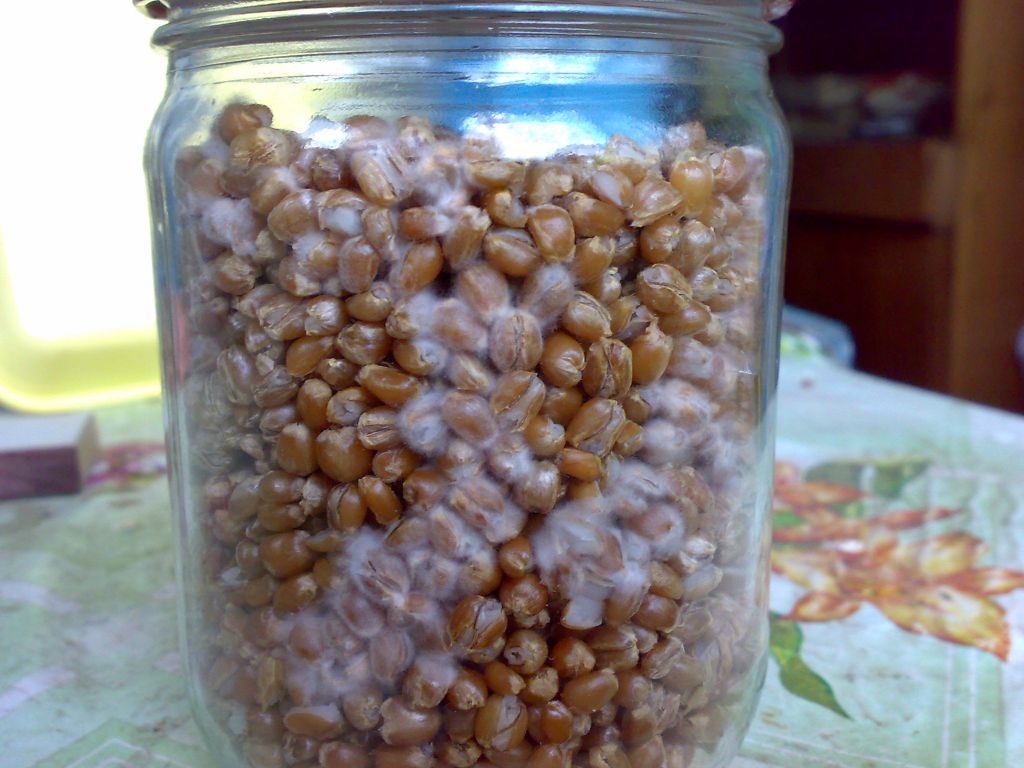 Мицелий