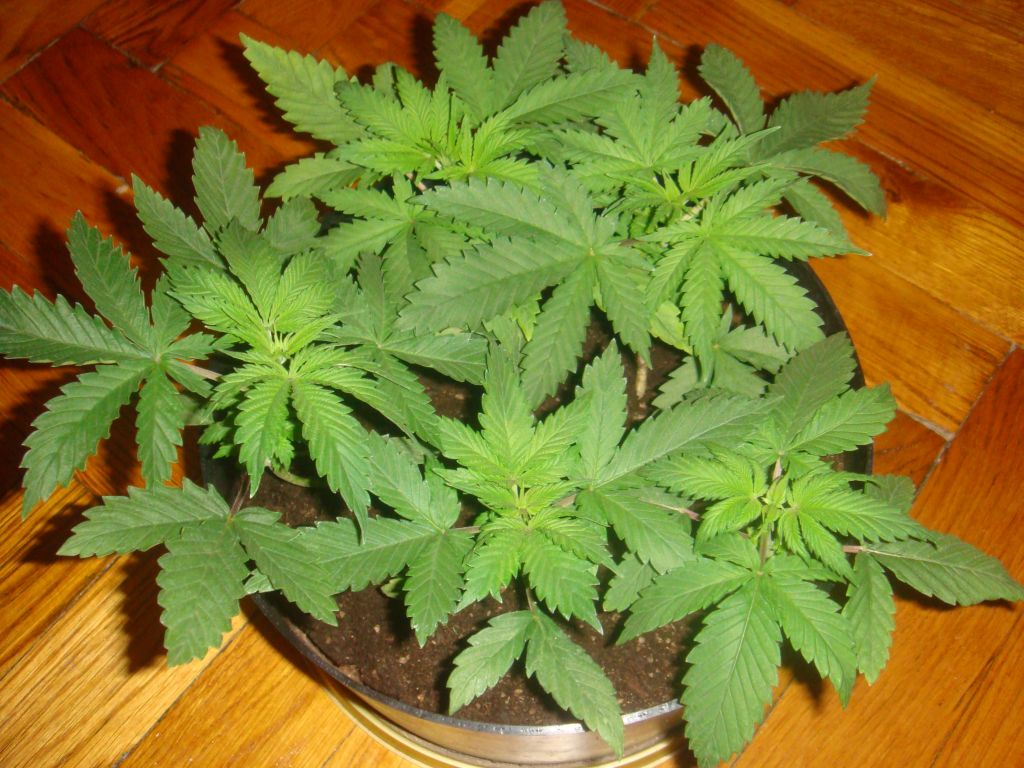 mix