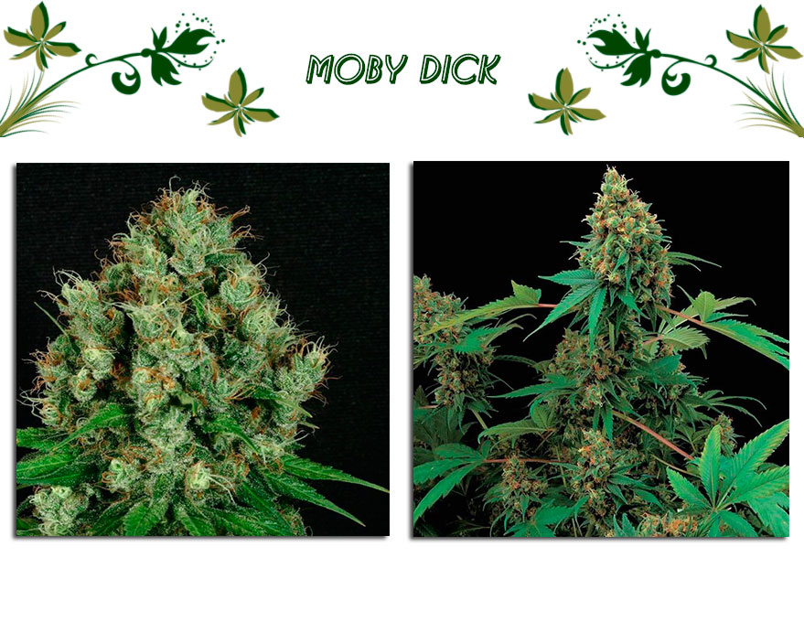 Moby Dick сорт конопли