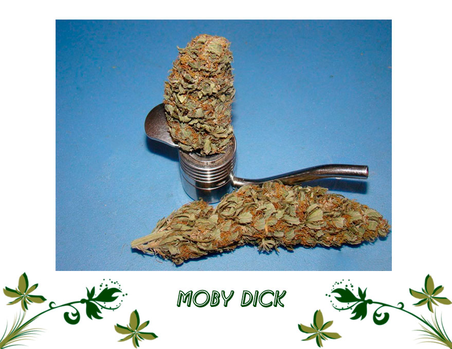Moby Dick