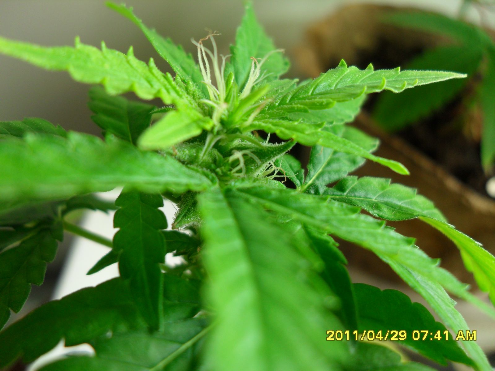 мой гибрит