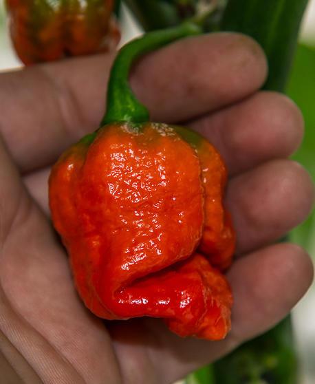 Moruga Scorpion (Trinidad Scorpion, Moruga)