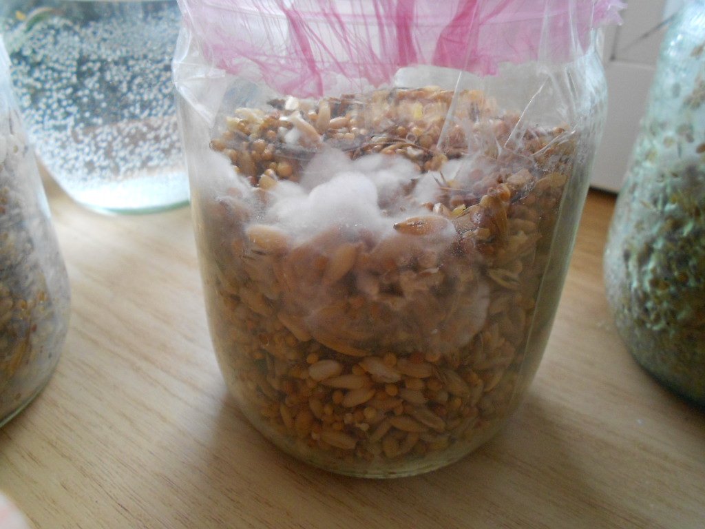 Mushroom cultivation РS. Tampanensis