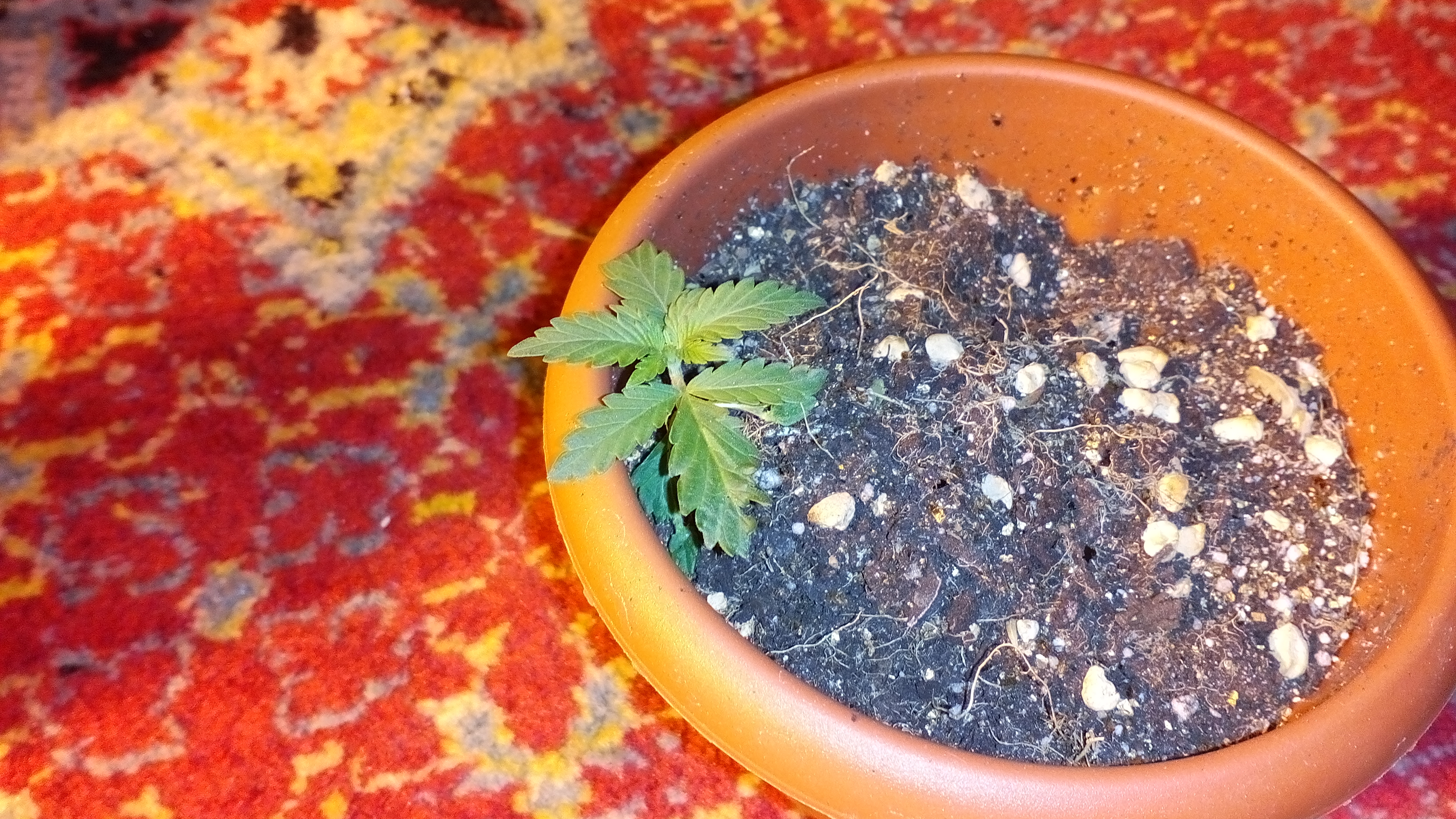 Mutant))