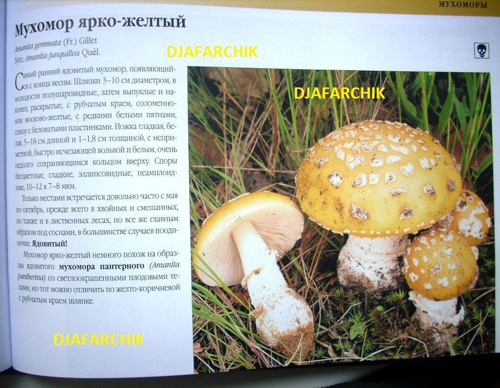 мухамор яркожелтый