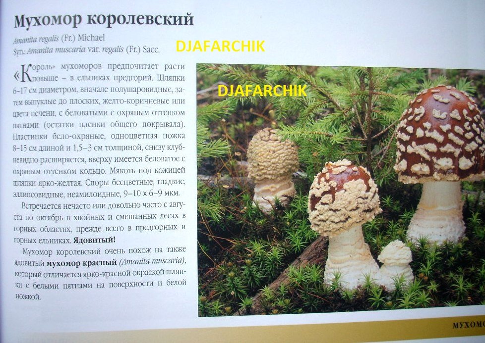 мухамор королевский