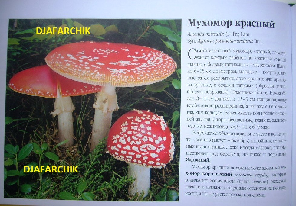мухамор красный
