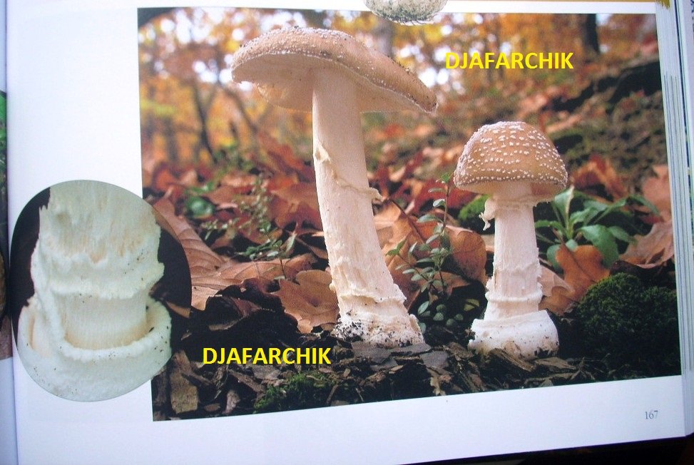 мухамор пантерный 2