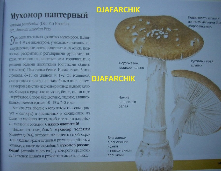 мухамор пантерный