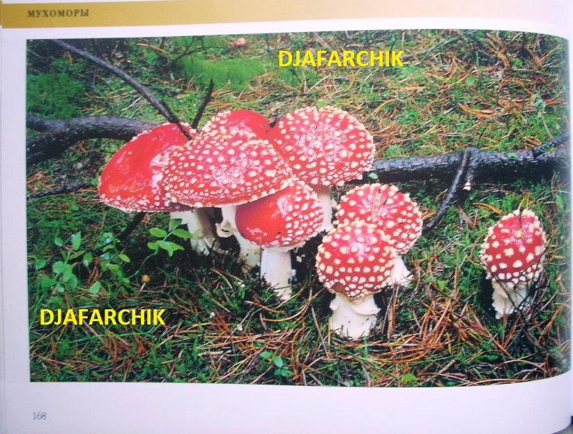 мухомор красный 2