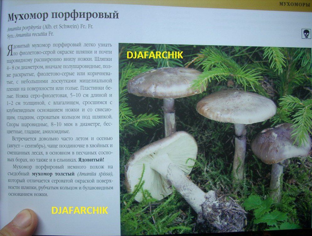 мухомор порфировый