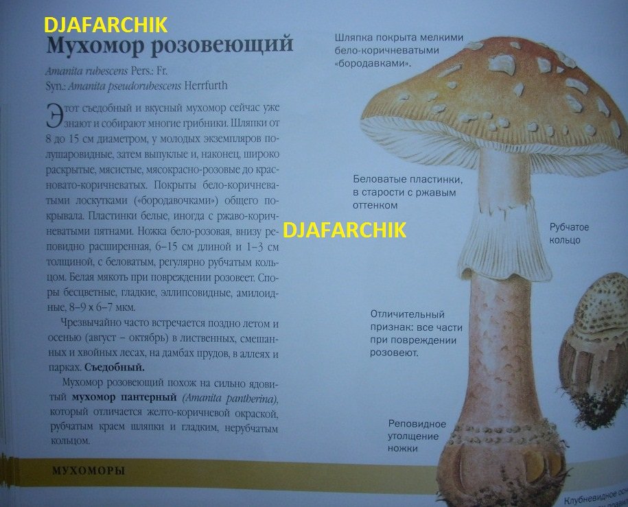 мухомор розовеющий
