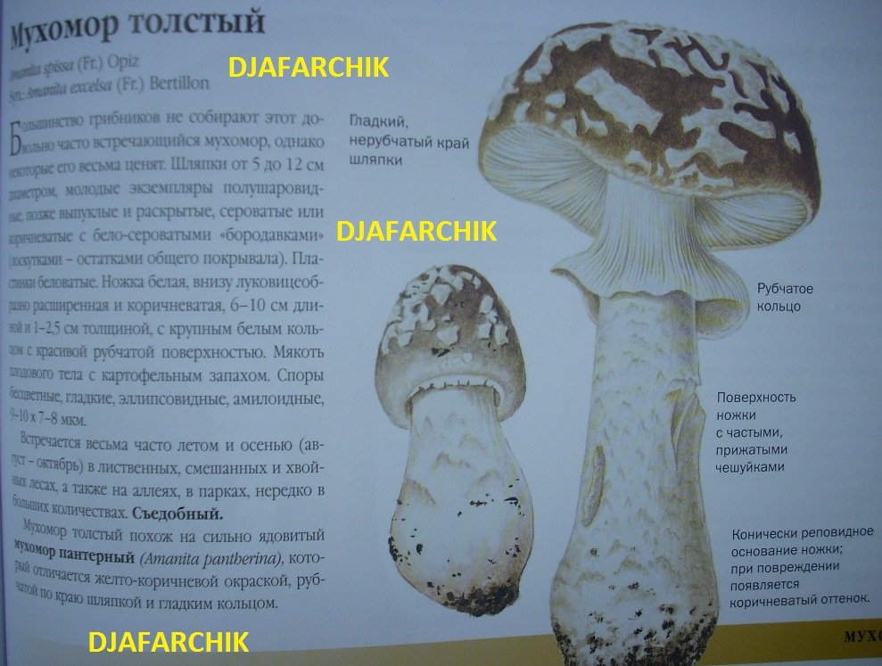 мухомор толстый
