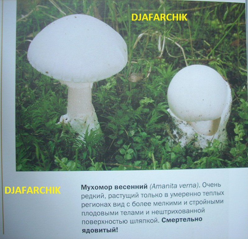 мухомор весенний