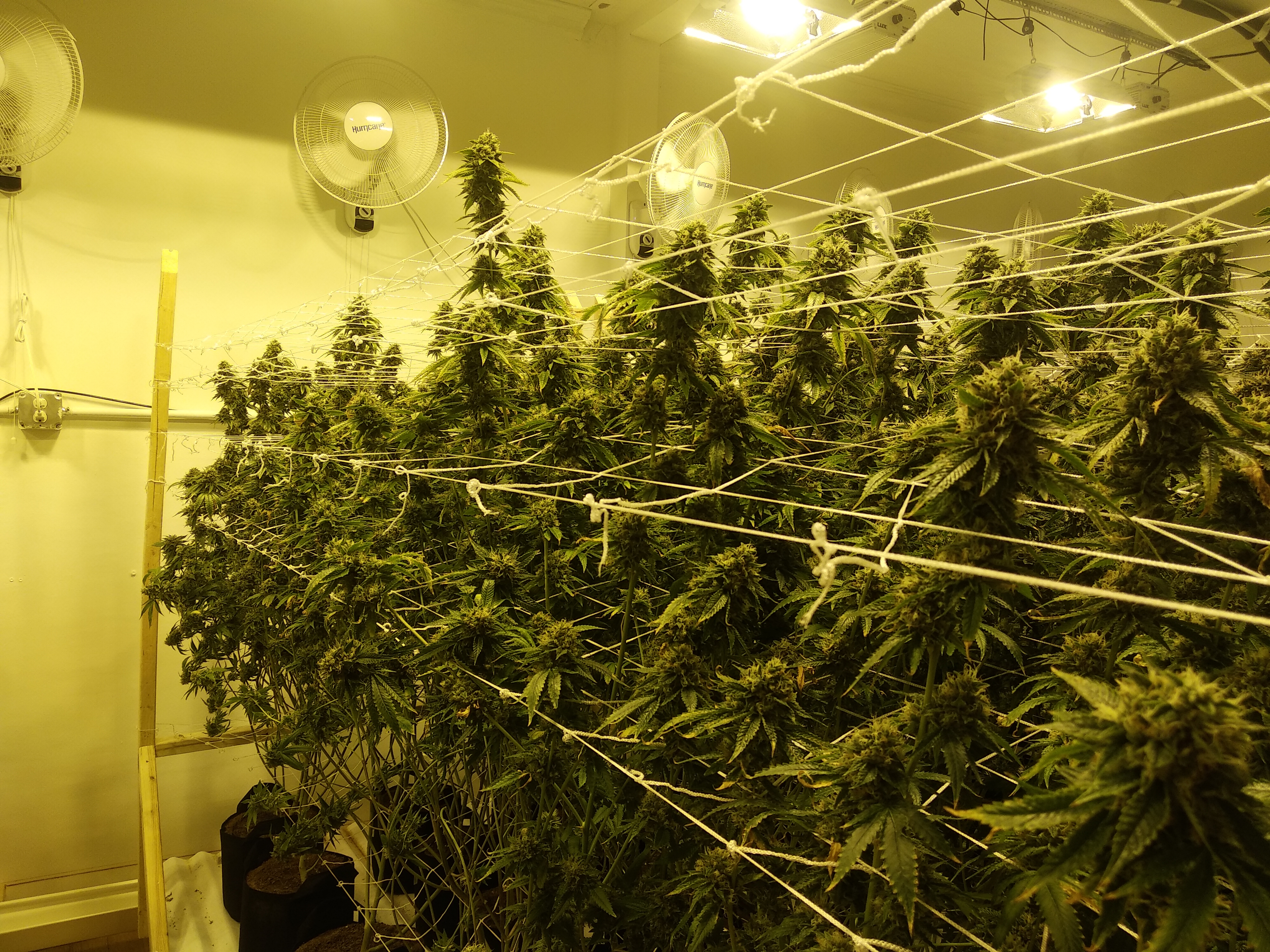 Начало 8-й недели GrowRoom №1