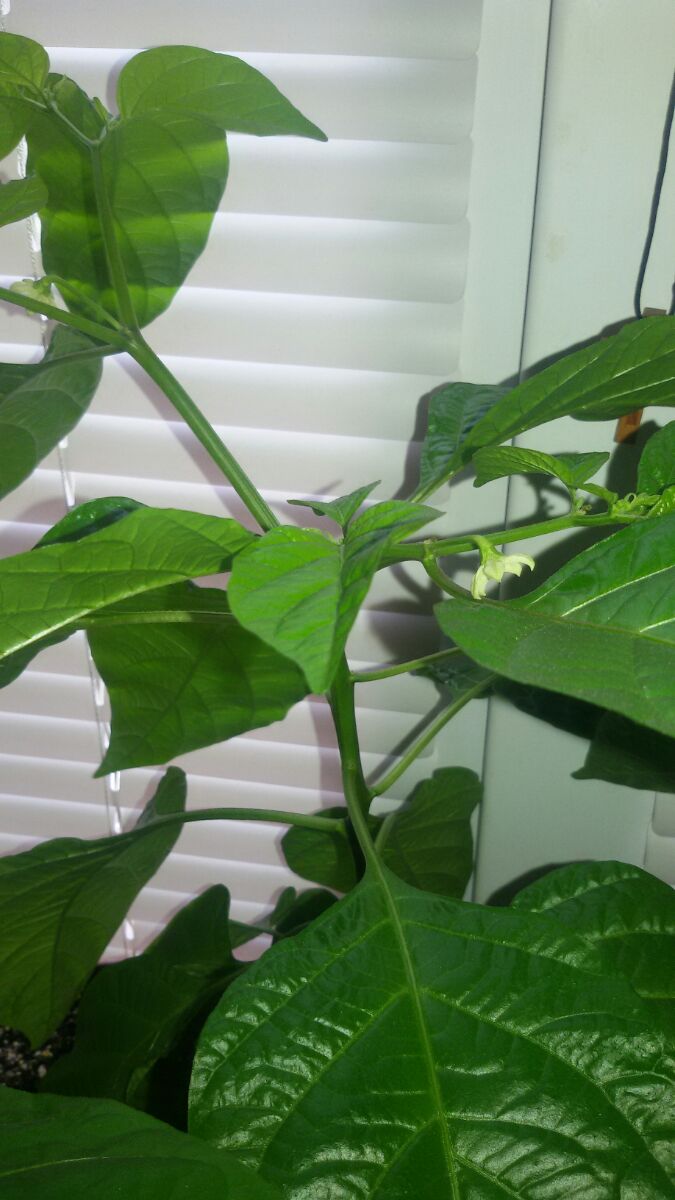 Начало цветения Moruga Scorpion (Trinidad Scorpion, Moruga)