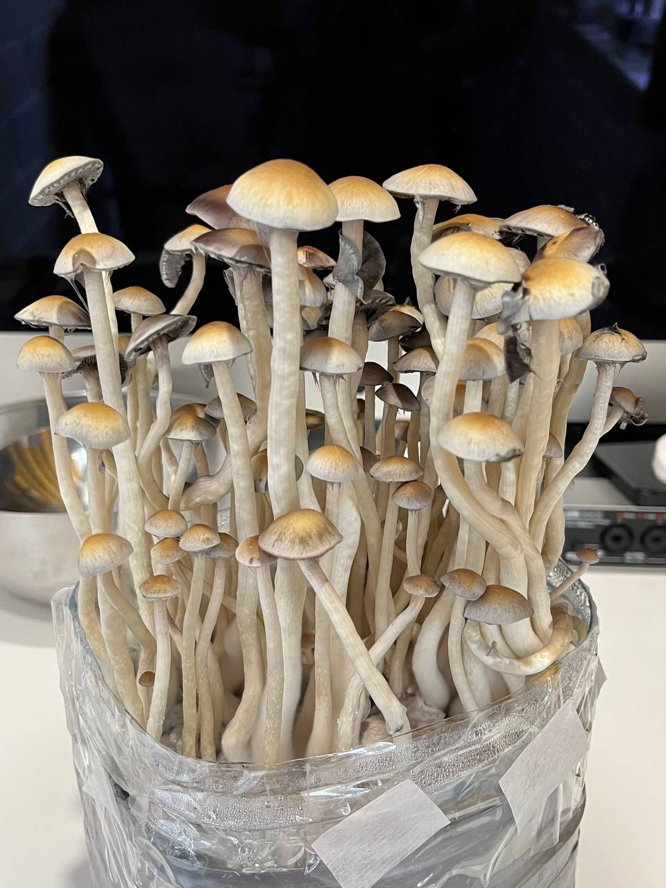 Наталаненсис.jpg